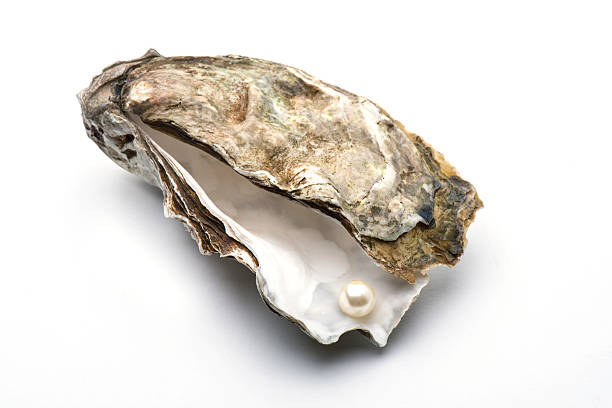 oyster con perla - perla nera foto e immagini stock