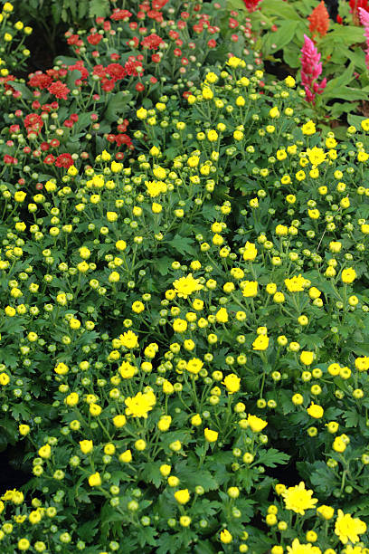istock Daisy flowers - red and yellow flowers 503621001