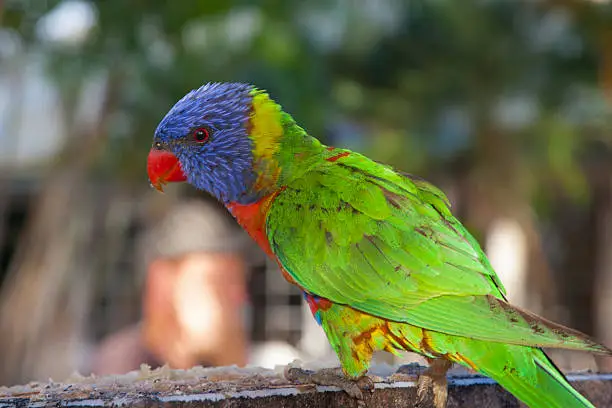 The Rainbow Lorikeet is a species of Australasian parrot found in Australia, eastern Indonesia, Papua New Guinea, New Caledonia, Solomon Islands and Vanuatu.