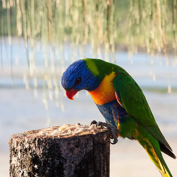 The Rainbow Lorikeet is a species of Australasian parrot found in Australia, eastern Indonesia, Papua New Guinea, New Caledonia, Solomon Islands and Vanuatu.