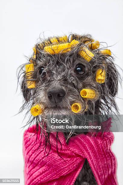 Hund Waschen Spatag Stockfoto und mehr Bilder von Blick in die Kamera - Blick in die Kamera, Flauschig, Fotografie