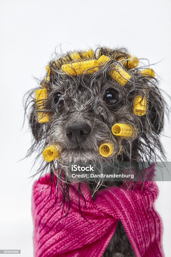 Cane trattamento Spa giorno - Foto stock royalty-free di Allegro