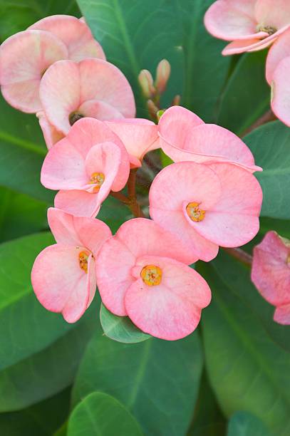 istock pink Euphorbia flower 503621800