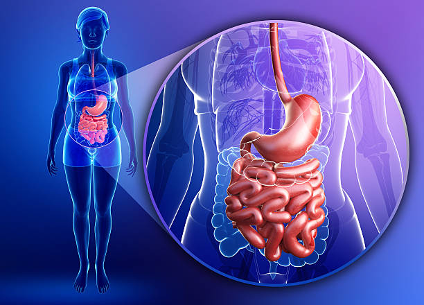 Small intestine anatomy of female stock photo