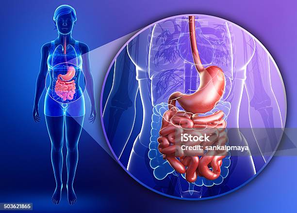 Small Intestine Anatomy Of Female Stock Photo - Download Image Now - Human Digestive System, Abdomen, Stomach