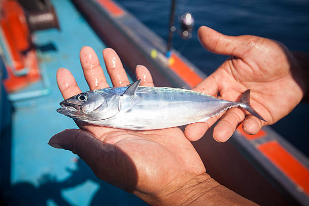 istock fisherman holding tuna fish on hand on the boat 503622336