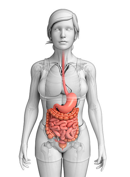 Small intestine anatomy of female stock photo