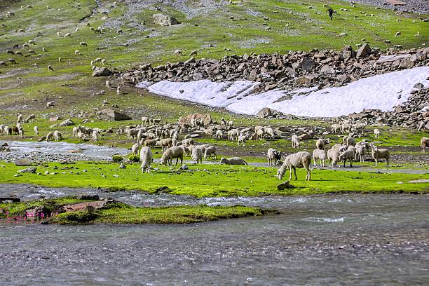 owce na hill - glacier himalayas frozen lake zdjęcia i obrazy z banku zdjęć