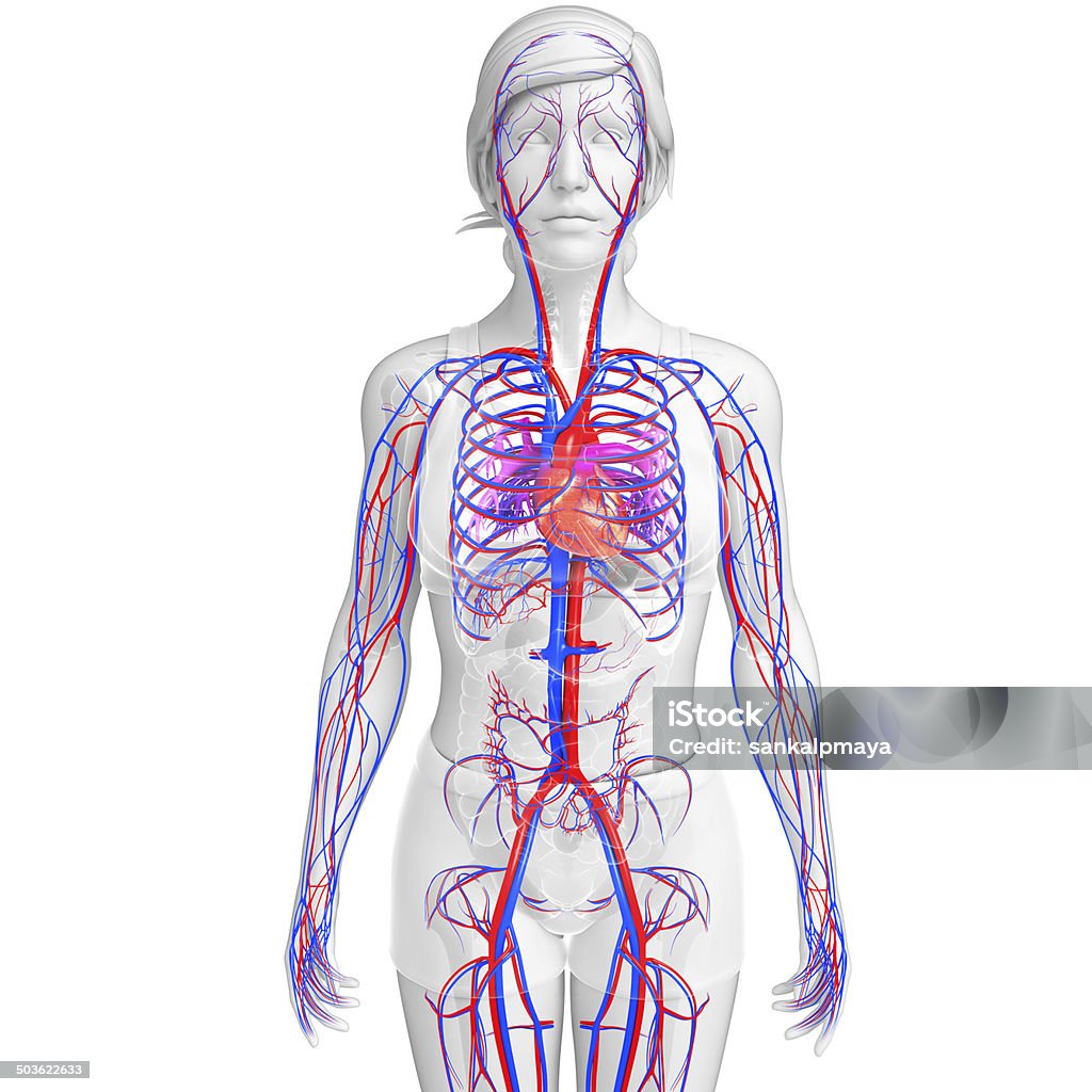 Hembra sistema circulatorio - Foto de stock de Encuadre de cuerpo entero libre de derechos