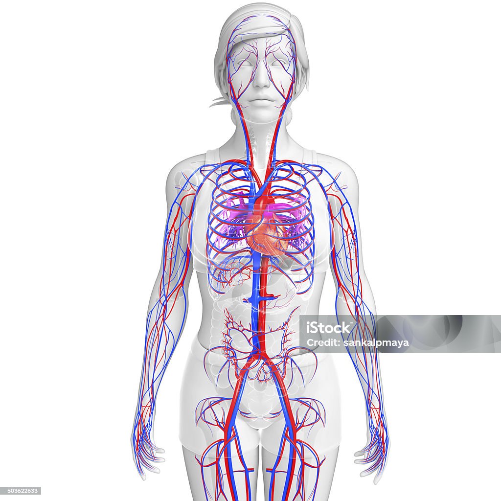 Femme système circulatoire - Photo de Cadrage en pied libre de droits