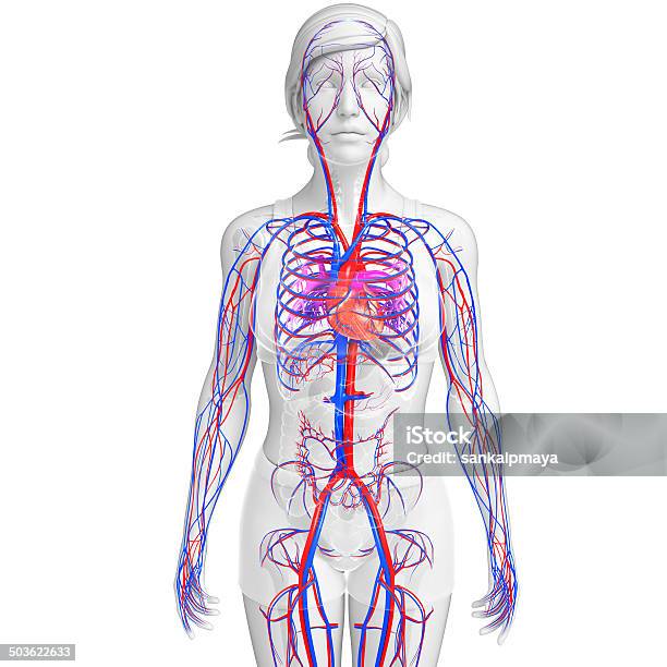 Femmina Sistema Circolatorio - Fotografie stock e altre immagini di Figura intera - Figura intera, Sangue, Il corpo umano