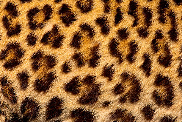 istock Real jaguar skin 503622722