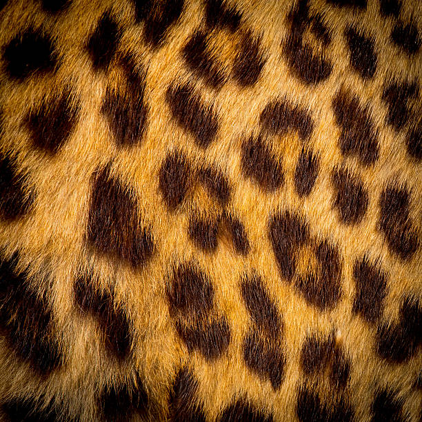 istock Real jaguar skin 503622920