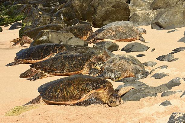 istock Green Sea Turtles 503623052