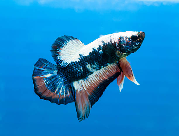 siam, betta aislado sobre fondo azul. - siamese fighting fish crown tail freshwater space fotografías e imágenes de stock