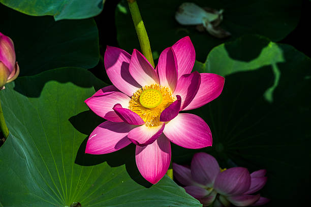 istock The lotus and the lotus leaf 503624319