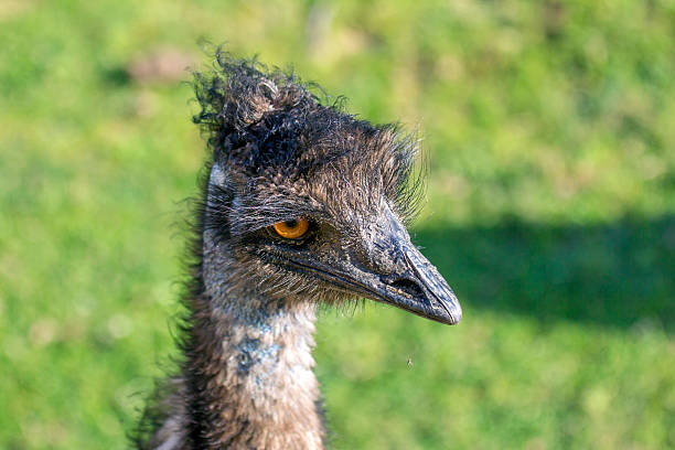 istock head of a curious ostrich 503624403