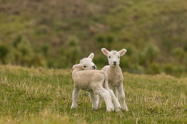 Two lambs in a field, photographed in Scotland in April.