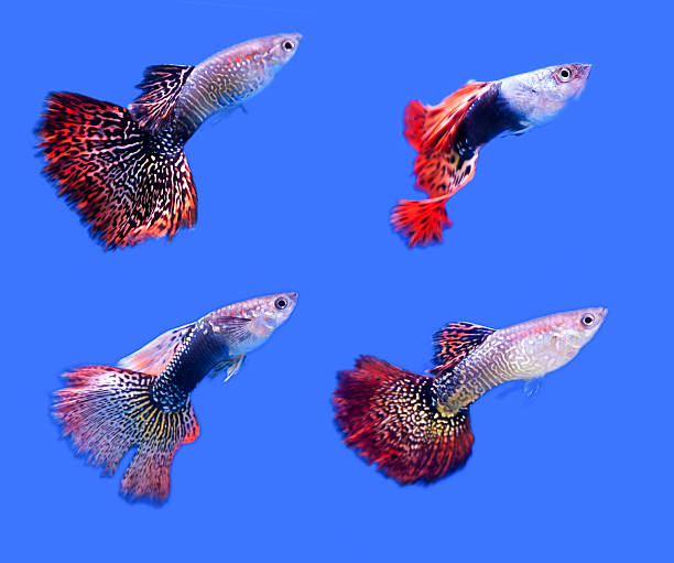 istock fish guppy pet isolated on blue background 503624821