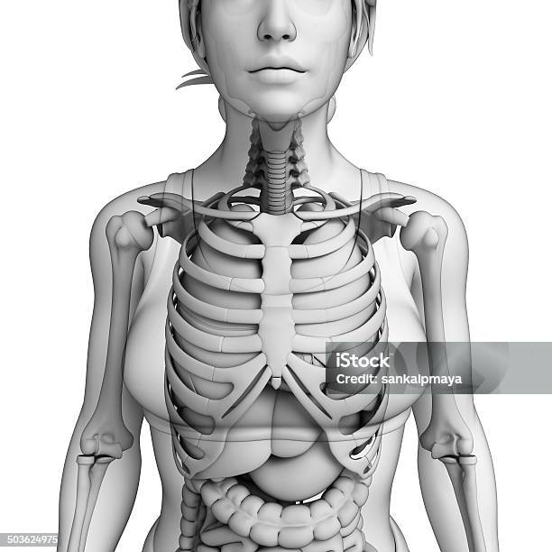 Foto de Sistema Digestivo Humano Feminino e mais fotos de stock de Abdome - Abdome, Abdômen Humano, Anatomia