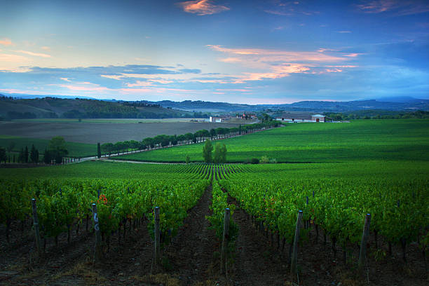 istock Morning in a vineyard from Tuscany 503625200