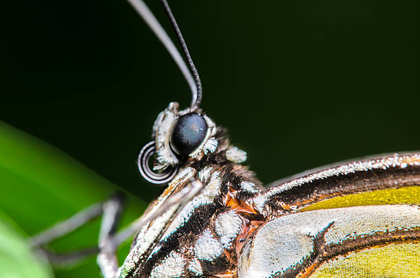 istock Up Close Portrait of a Butterfly 503625425