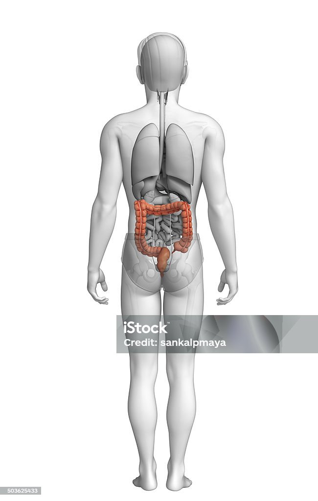 Male large intestine anatomy Illustration of Male large intestine anatomy Abdomen Stock Photo