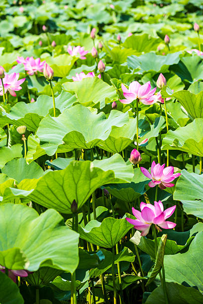 istock The lotus and the lotus leaf 503625671