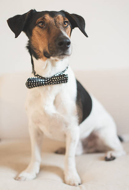 istock Fashionable Jack Russel terrier wear bow tie 503625926