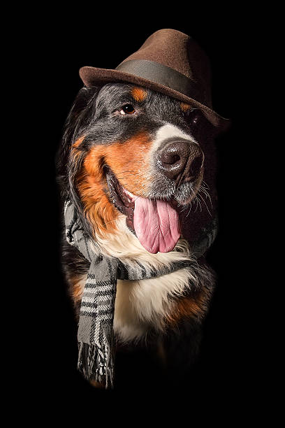 istock dog in scarf and hat 503625973