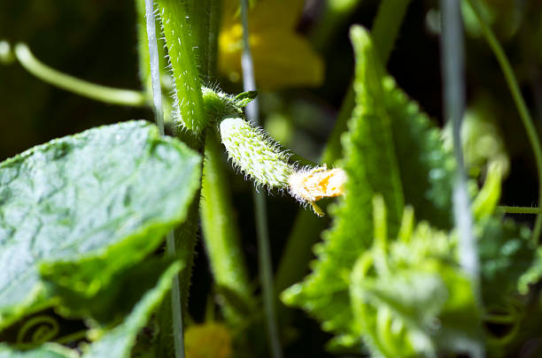istock Many small green cucumbers hanging on stem 503626219