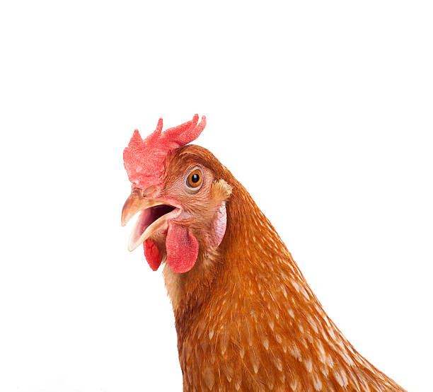 istock brown chicken hen standing isolated white background use for far 503626226