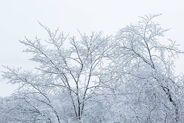 istock Frosty tree tops against gray sky 503626702