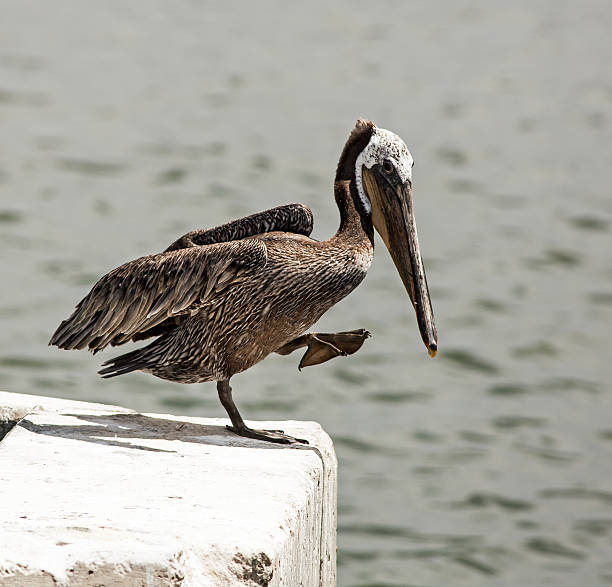 istock Pelican About To Dive After Food 503627167