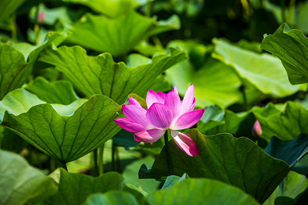 istock The lotus and the lotus leaf 503627391