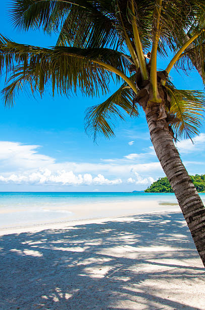 istock Beautiful tropical beach with white sand and blue waters 503628455