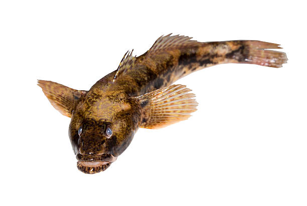 Bullhead freshwater fish Natural bullhead freshwater fish isolated on white background bullhead fish stock pictures, royalty-free photos & images
