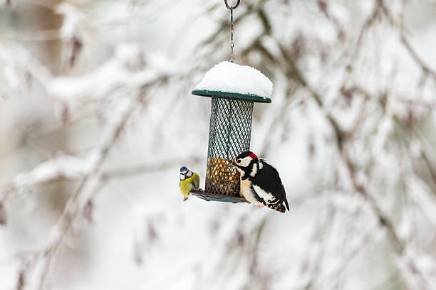 Blue tit and a Great Spotted Woodpecker Blue tit and a Great Spotted Woodpecker at a bird feeding dendrocopos major great spotted woodpecker in the snow stock pictures, royalty-free photos & images