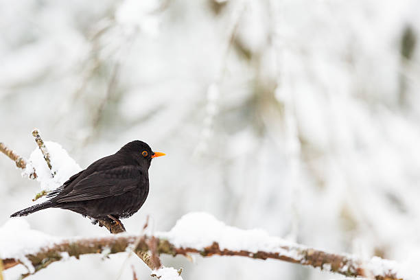 istock Blackbird on a branch with snow in the winter forest 503632542