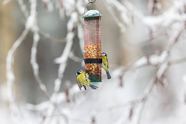 istock Winter bird feeding with Blue tits in the garden 503632580