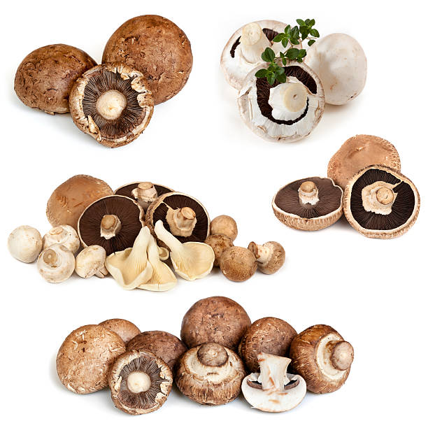 funghi collezione isolato su bianco - edible mushroom white mushroom isolated white foto e immagini stock