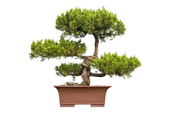 istock bonsai tree of chinese juniper 503634060