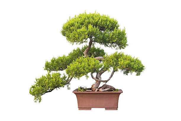 istock bonsai tree of chinese juniper 503634108