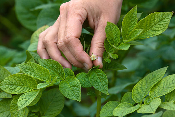 istock hand picking flowers from potatoes 503634584