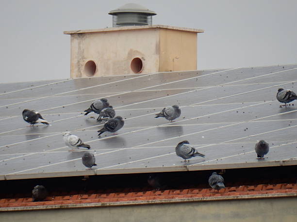Pigeons on the roof photovoltaic stock photo