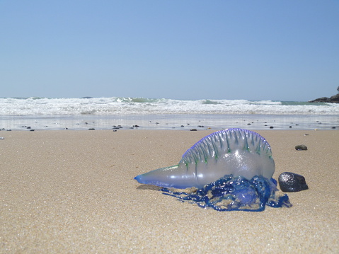 Blue Bottle Jellyfish washed up on Coffs Harbour Beach NSW Australia