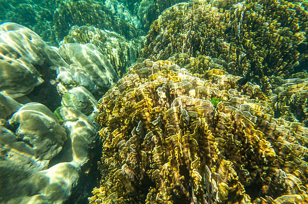 istock Underwater shoot of coral reef 503636362