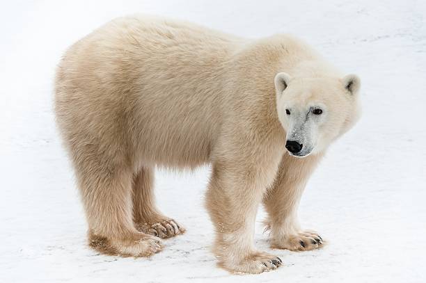 The Polar Bear Stock Photo - Download Image Now - Animal, Animal Body Part,  Animal Ear - iStock