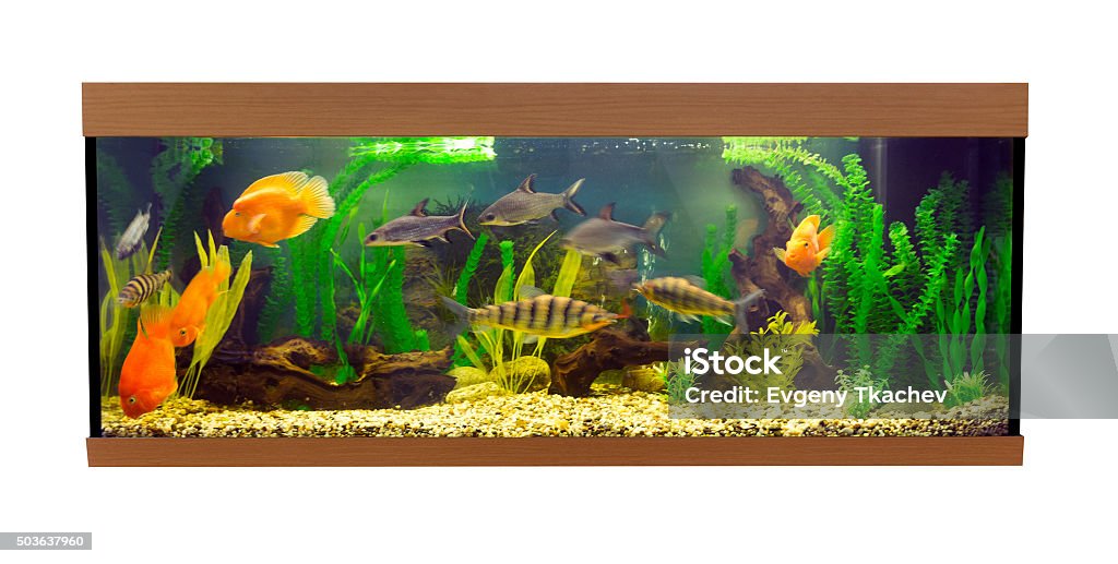 Rectangular Fish Called Large Rectangular Aquarium With Tropical Fish Stock Photo - Download ...