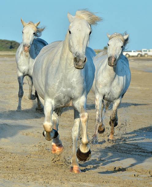 istock The running White Camargue Horses 503638240